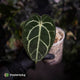 Anthurium carlablackiae 'TPP1'