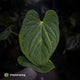 Anthurium kunayalense 'TPP1' x antolakii ('Round' x 'RA1') • holdback