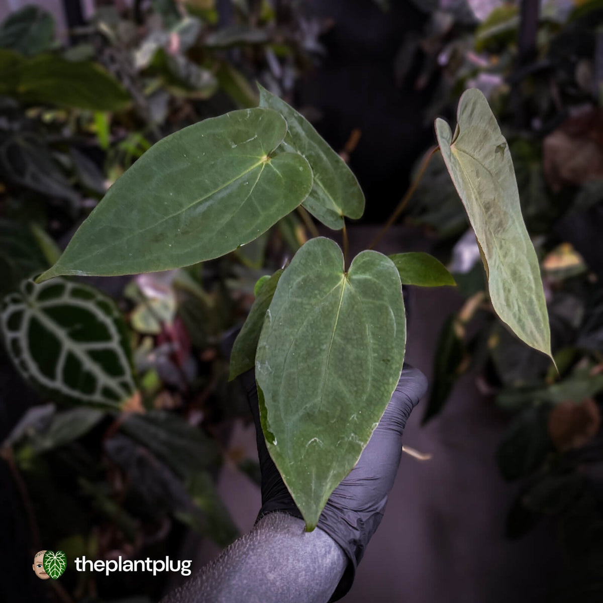 Anthurium antolakii ('Round' x 'RA1') x 'Jayda'