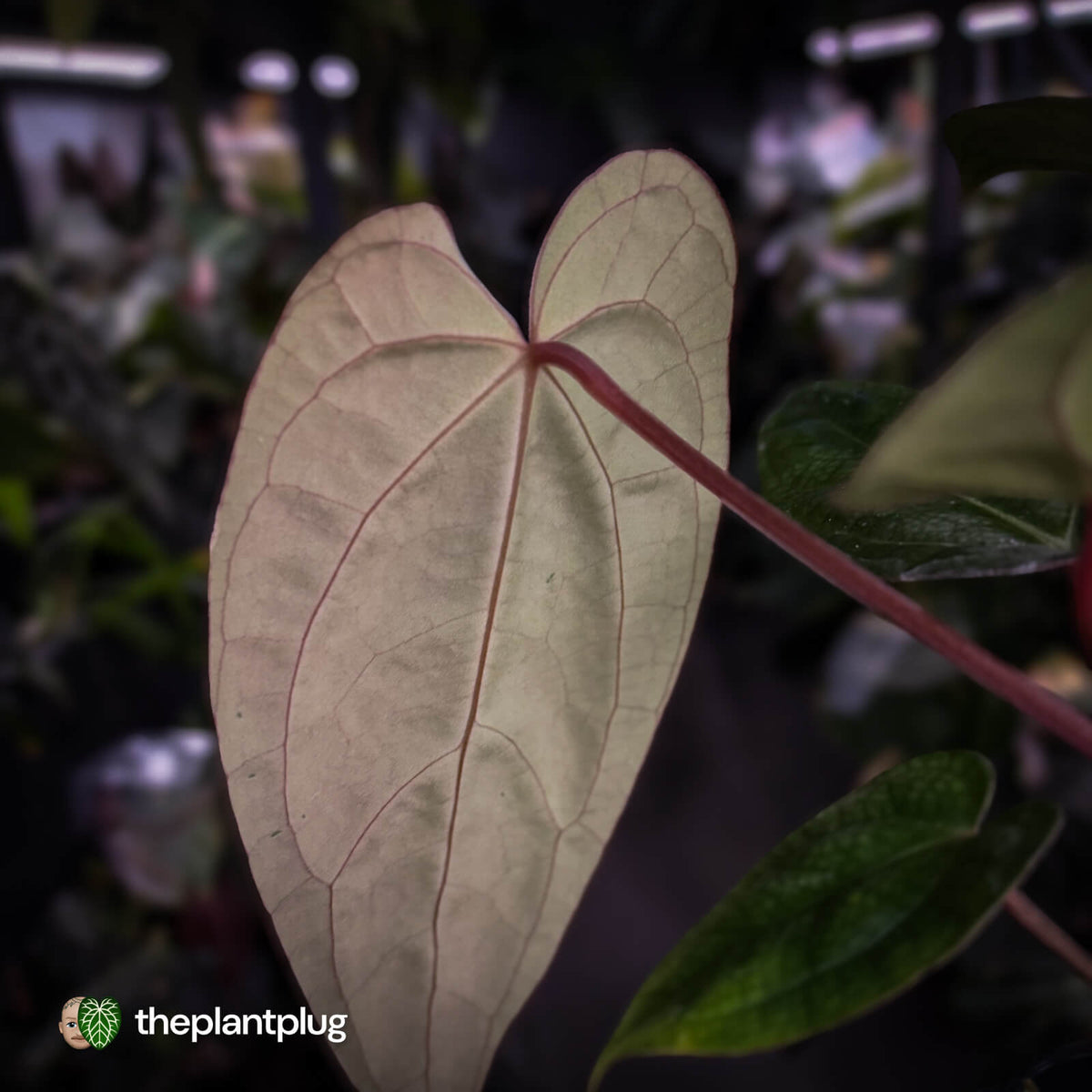 Anthurium carlablackiae ('OG5' x 'RA4') x 'RVDP'