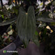 Anthurium 'Deadpool' x #VolcanicAsh • DARK!