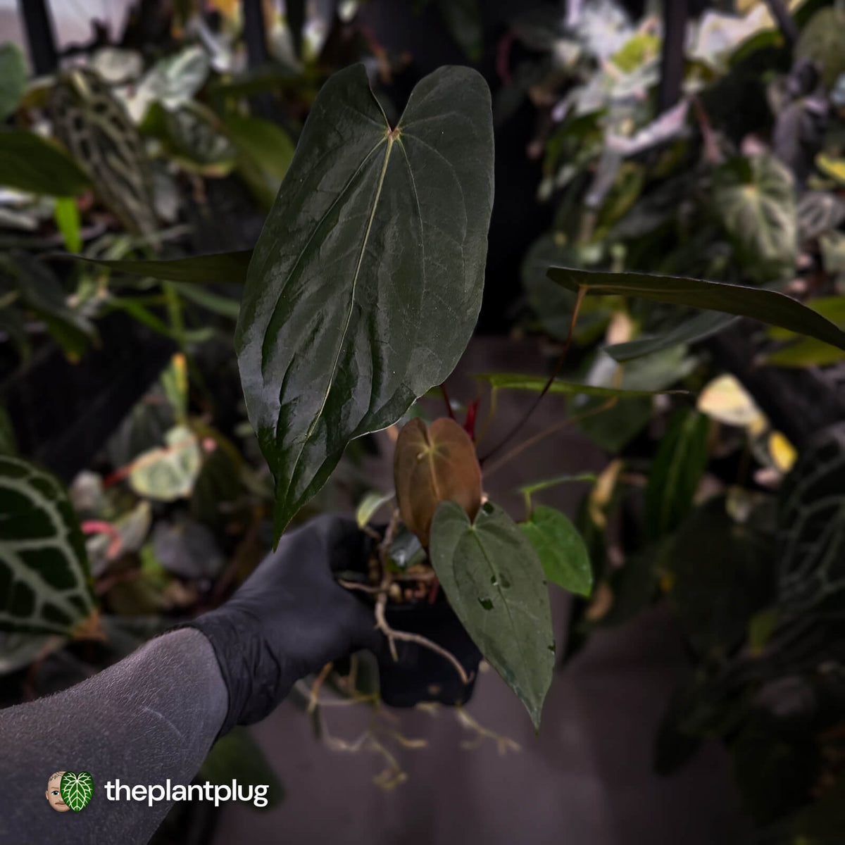 Anthurium 'Deadpool' x #VolcanicAsh • DARK!
