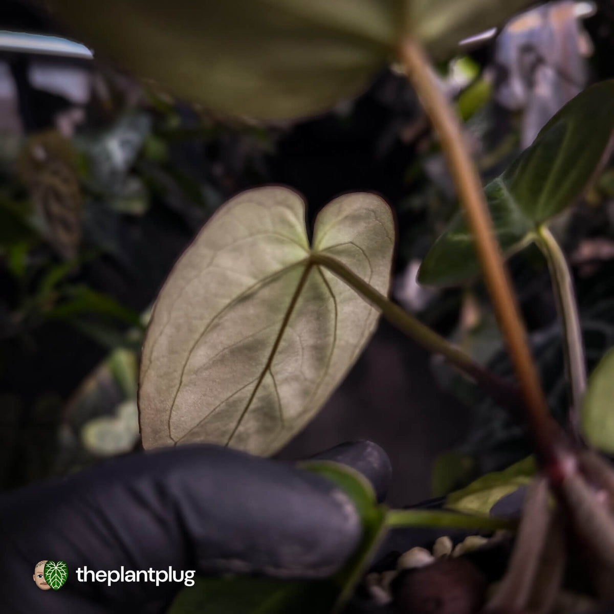 Anthurium [('Zara' x 'Michelle') x carlablackiae] x 'Black Widow'