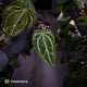 Anthurium [('Zara' x 'Michelle') x carlablackiae] x ['Black Widow' ('13' x '43')]