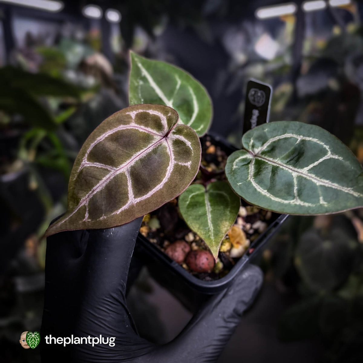 Anthurium 'Red Crystal' (ex. Tezula) x 'Michelle' f2 • PURPLE EMERGENTS + VEINS
