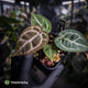 Anthurium 'Red Crystal' (ex. Tezula) x 'Michelle' f2 • PURPLE EMERGENTS + VEINS