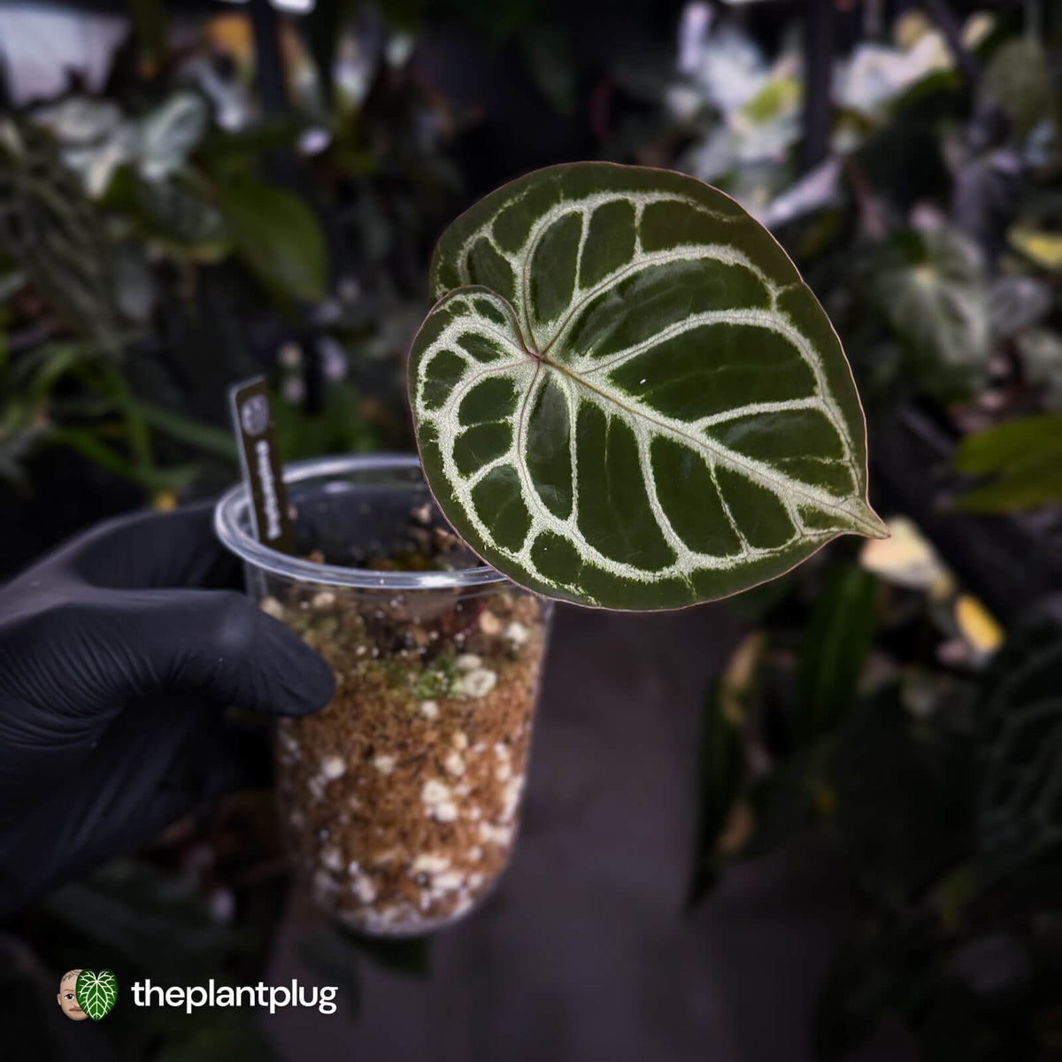 Anthurium 'Dorayaki Silver' x 'Waddle NOID'