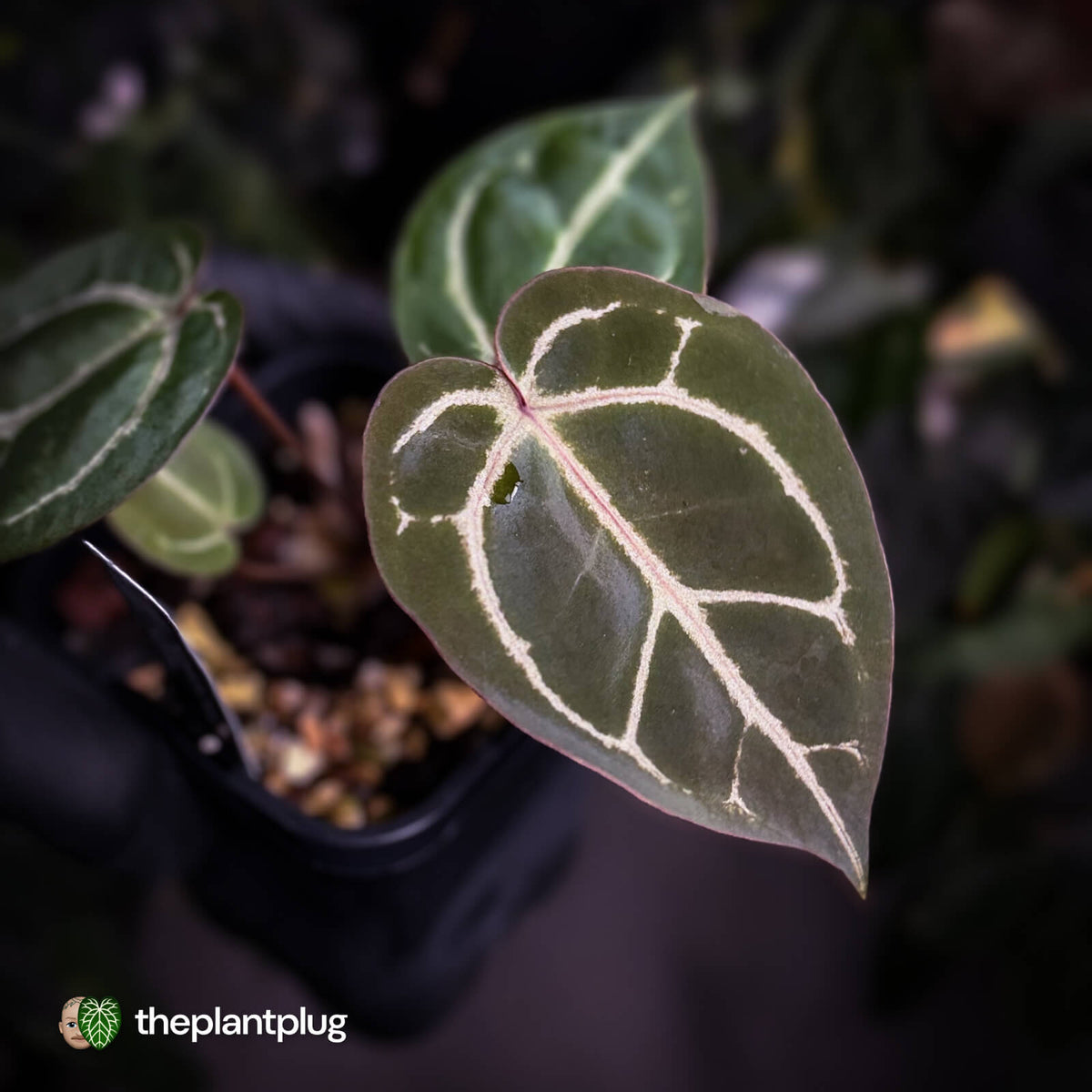Anthurium 'Red Crystal' (ex. Tezula) x 'Michelle' f2