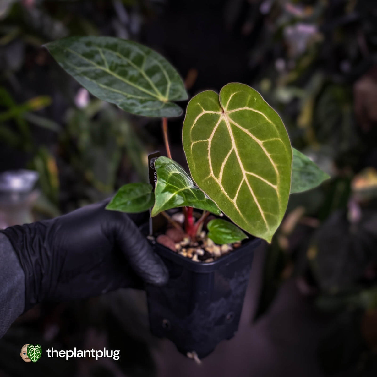 Anthurium carlablackiae x 'Wuhoo's First Night'
