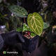 Anthurium carlablackiae x 'Wuhoo's First Night'