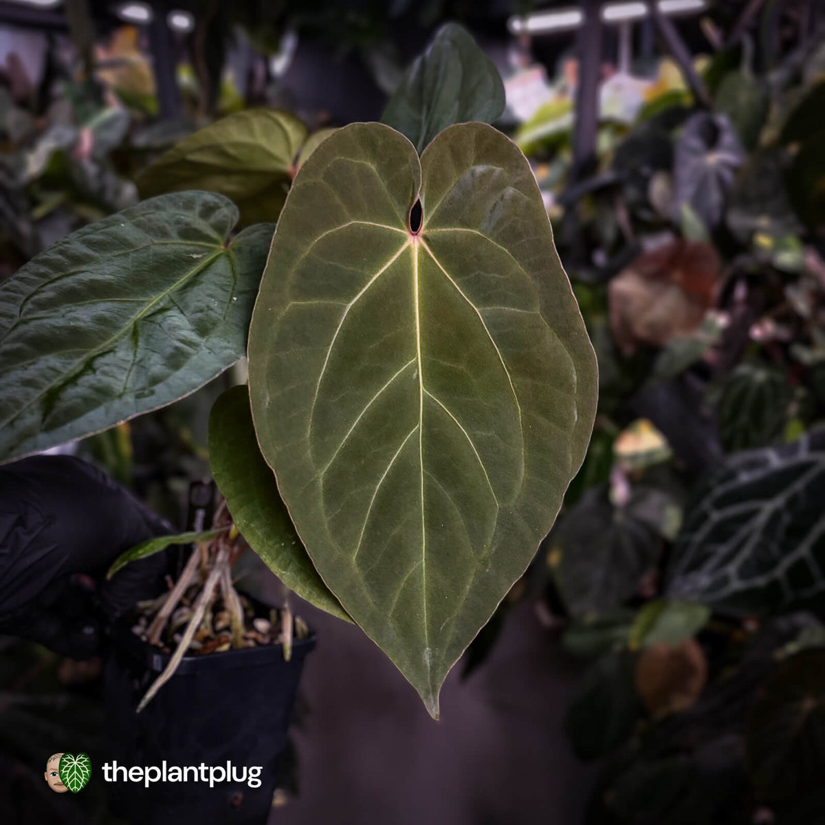 Anthurium 'Dropbear' x 'Jayda'