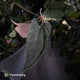 Anthurium 'Michelin Man' x (papillilaminum x luxurians)