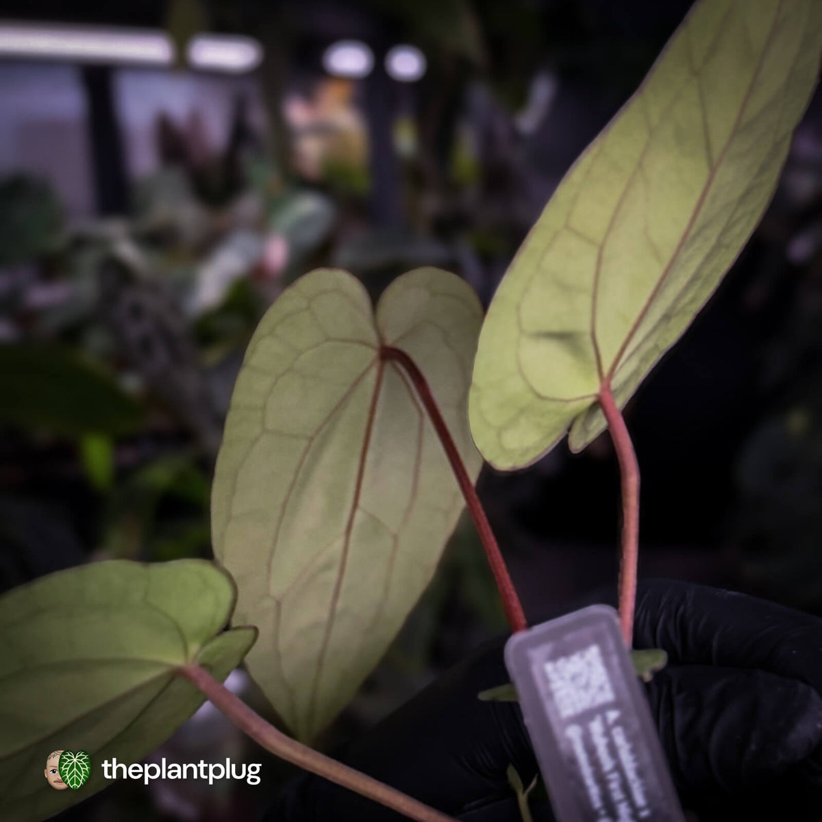 Anthurium carlablackiae x 'Wuhoo's First Night'