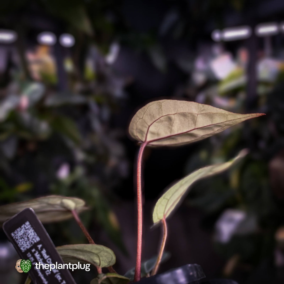 Anthurium 'Red Crystal' (ex. Tezula) x 'Michelle' f2