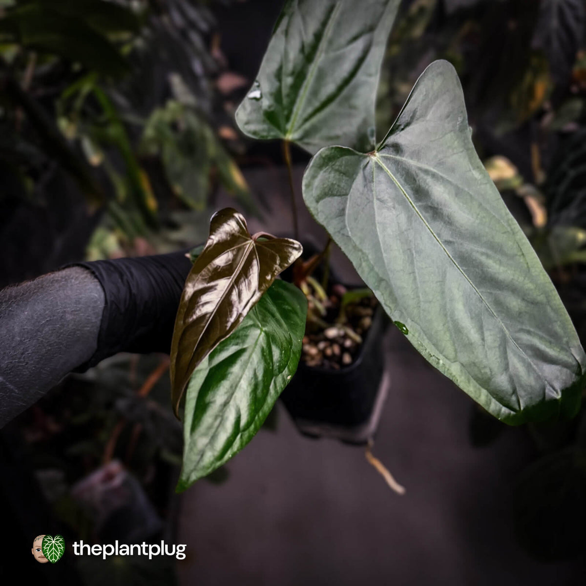 Anthurium sp. 'Trilobe' x dressleri