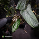 Anthurium sp. 'Trilobe' x dressleri