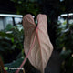 Anthurium 'Deadpool' x #VolcanicAsh