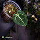 Anthurium carlablackiae 'TPP1' • mother plant clone