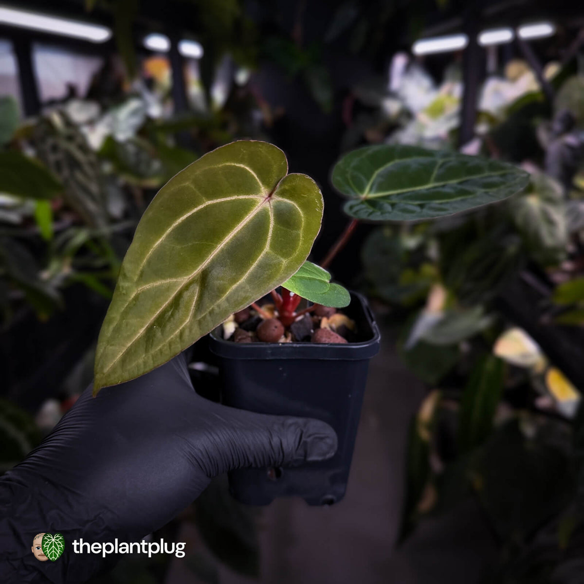 Anthurium carlablackiae x 'Wuhoo's First Night'