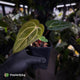 Anthurium carlablackiae x 'Wuhoo's First Night'