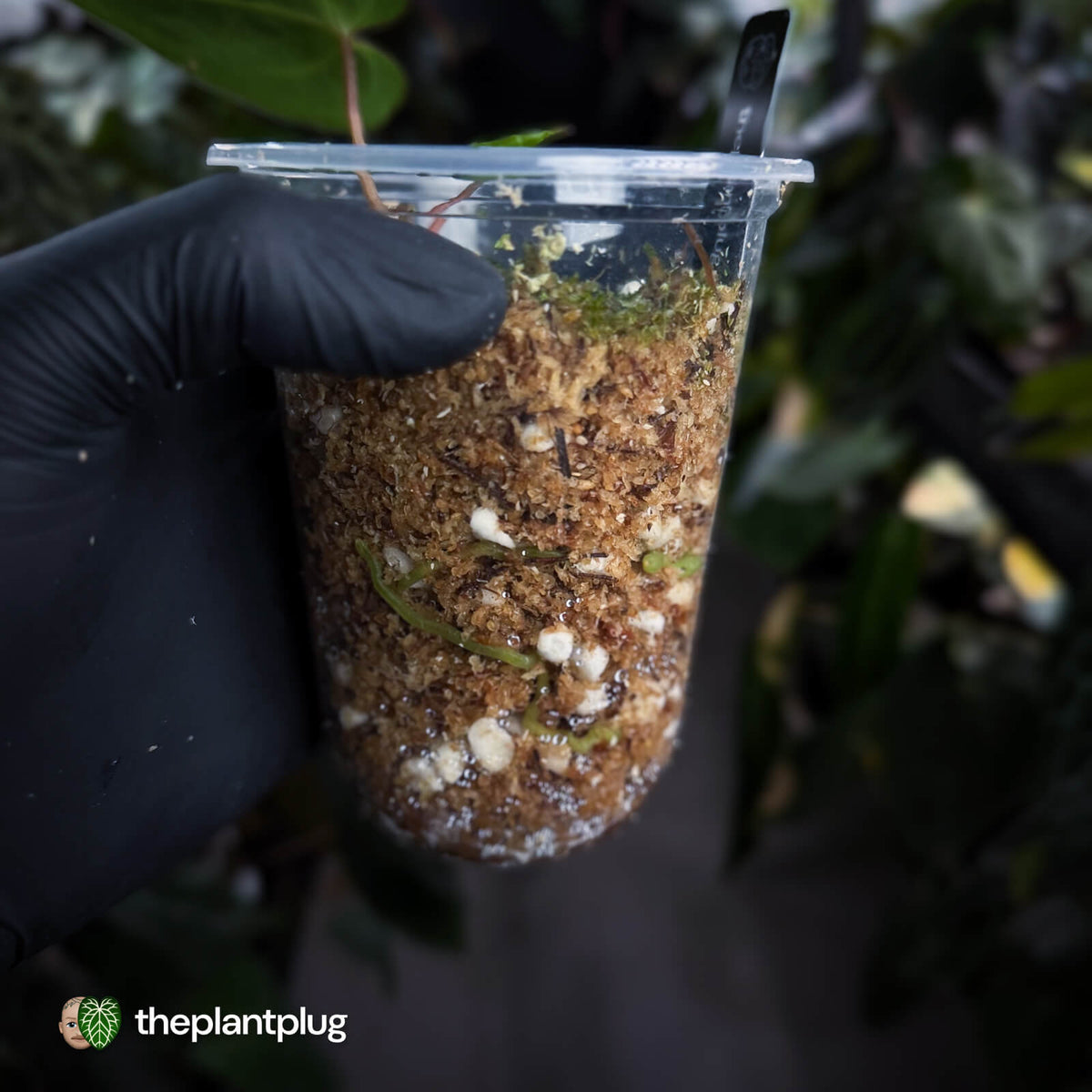 Anthurium carlablackiae 'TPP1' • mother plant clone