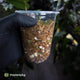 Anthurium carlablackiae 'TPP1' • mother plant clone