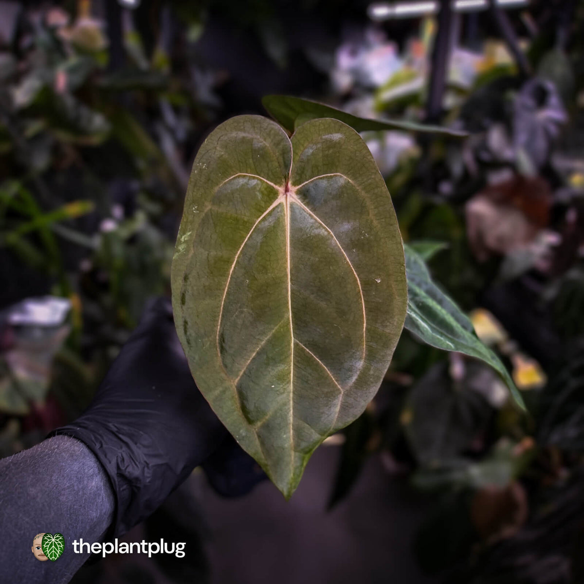 Anthurium carlablackiae ('OG5' x 'RA4') x 'RVDP'