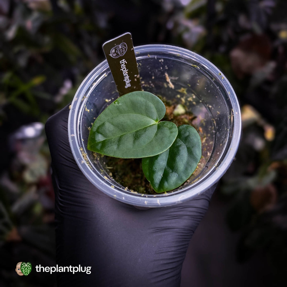 Anthurium [(carlablackiae x dressleri 'RG') x antolakii 'Blackwell'] '2' • select clone