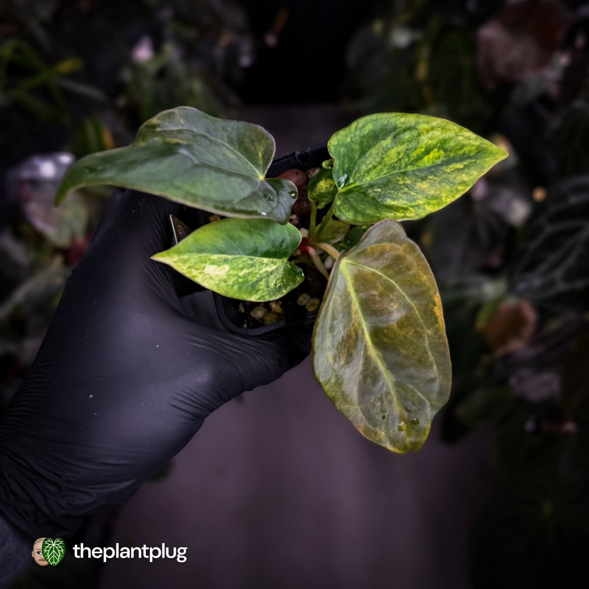 Anthurium 'Wolverine' x 'Loki' • variegated