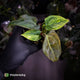 Anthurium 'Wolverine' x 'Loki' • variegated