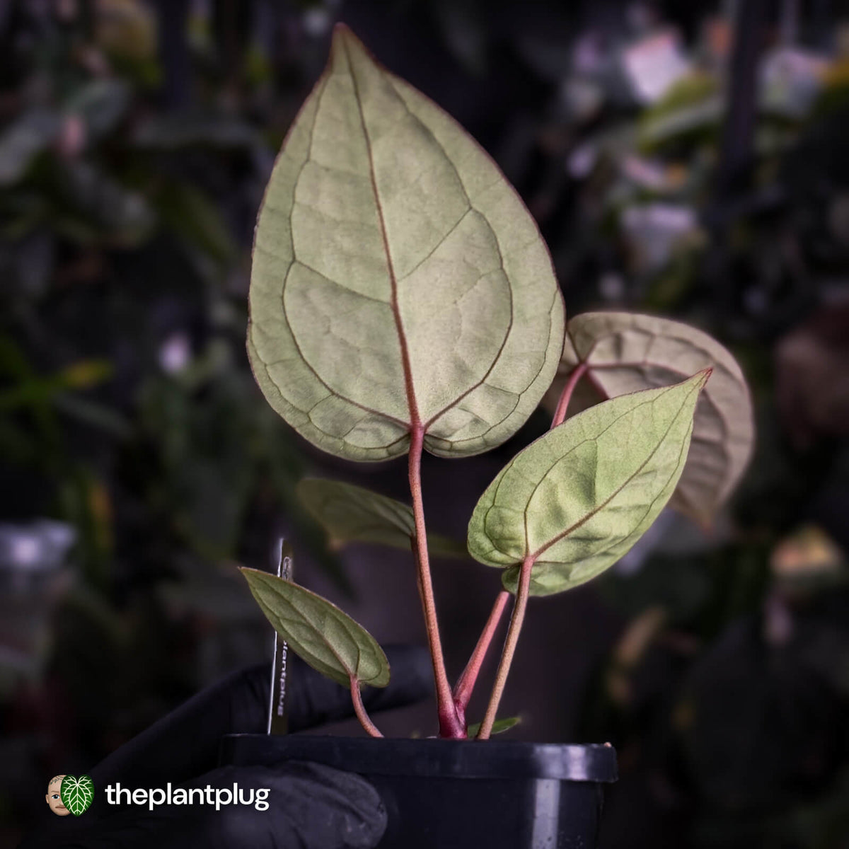 Anthurium ('SKG Silver' x 'Red Crystal') x ('Michelle' f2)