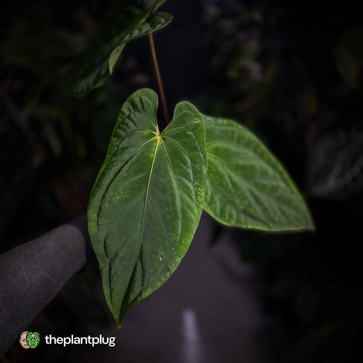 Anthurium ('Midnight Velvet' x pap 'LB') x kunayalense 'TPP1'