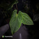 Anthurium ('Midnight Velvet' x pap 'LB') x kunayalense 'TPP1'
