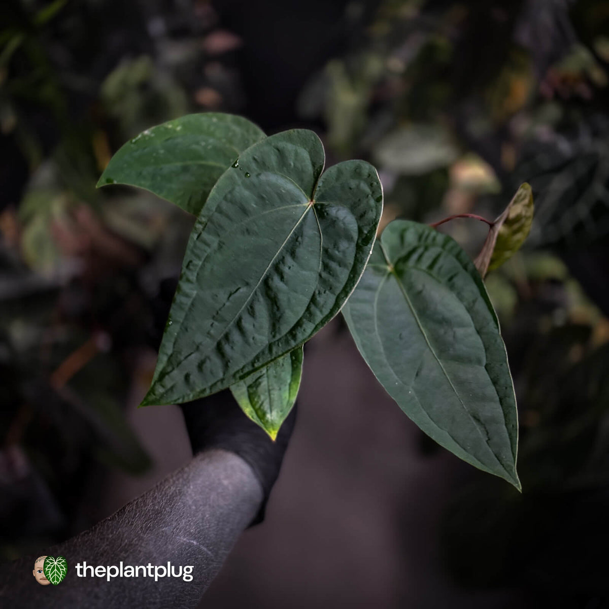 Anthurium 'Speshal' x dressleri (ex. LAS) • holdback
