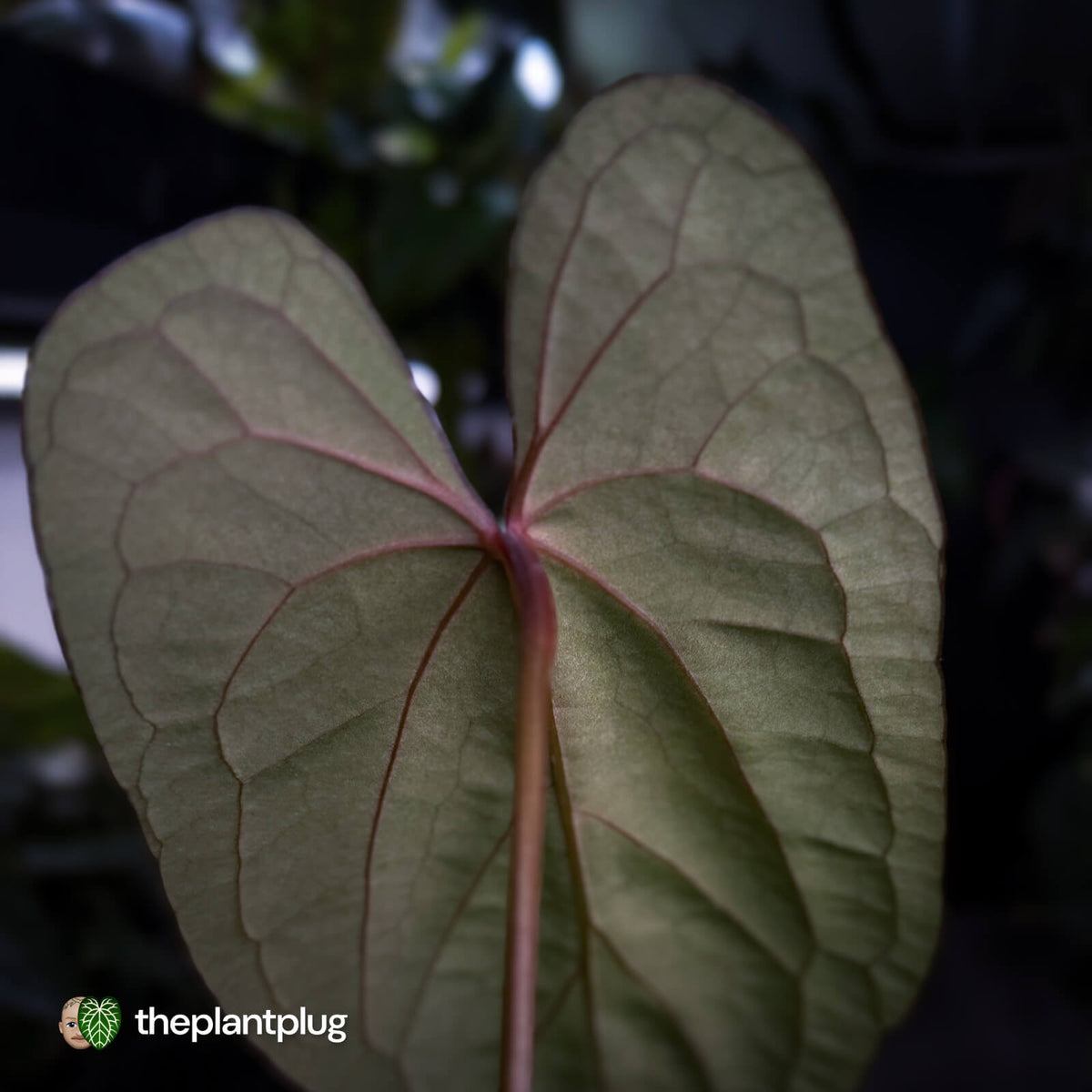 Anthurium 'Deadpool' x #Calculus '9' • holdback