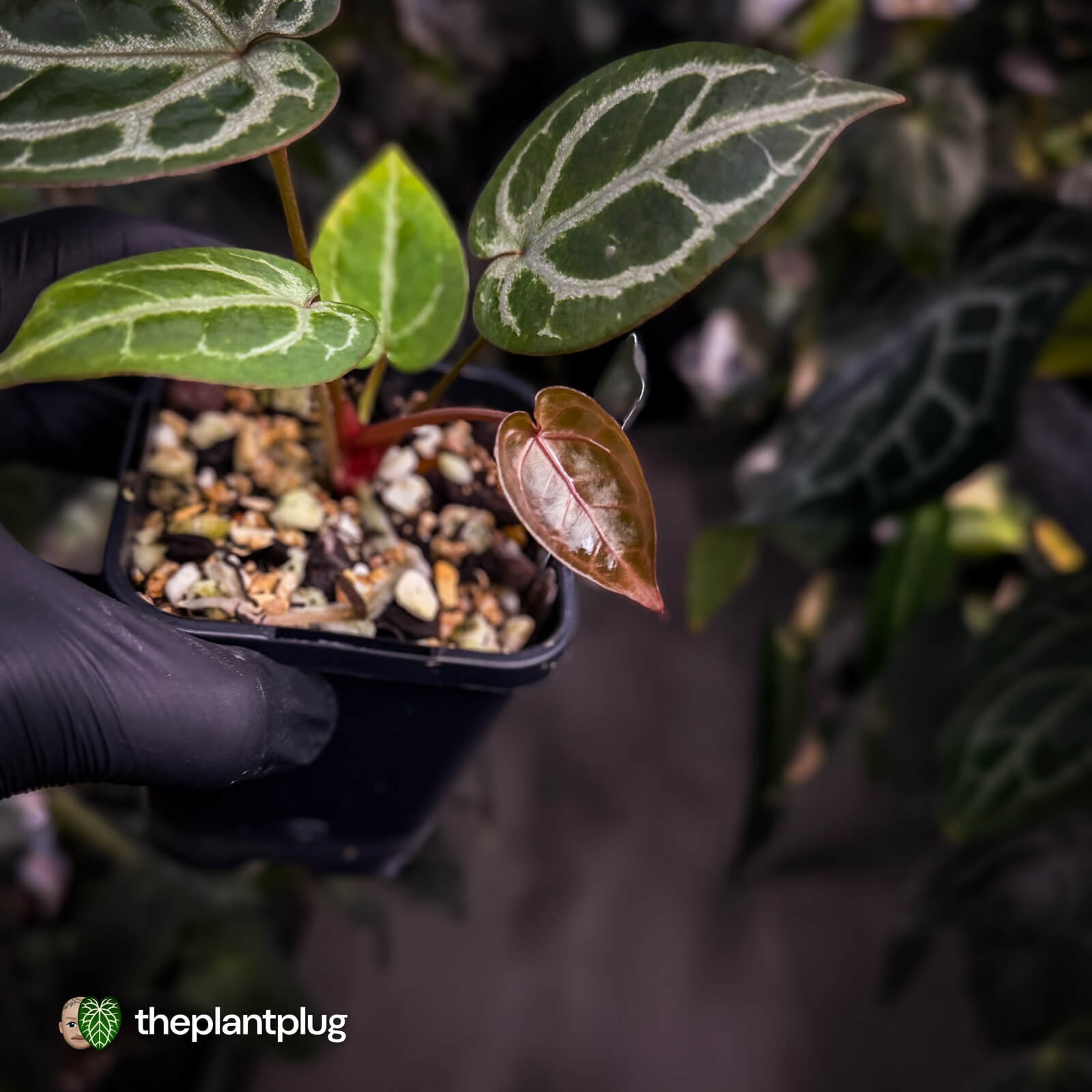 Anthurium ('SKG Silver' x 'RC') x ('Michelle' f2) – The Plant Plug