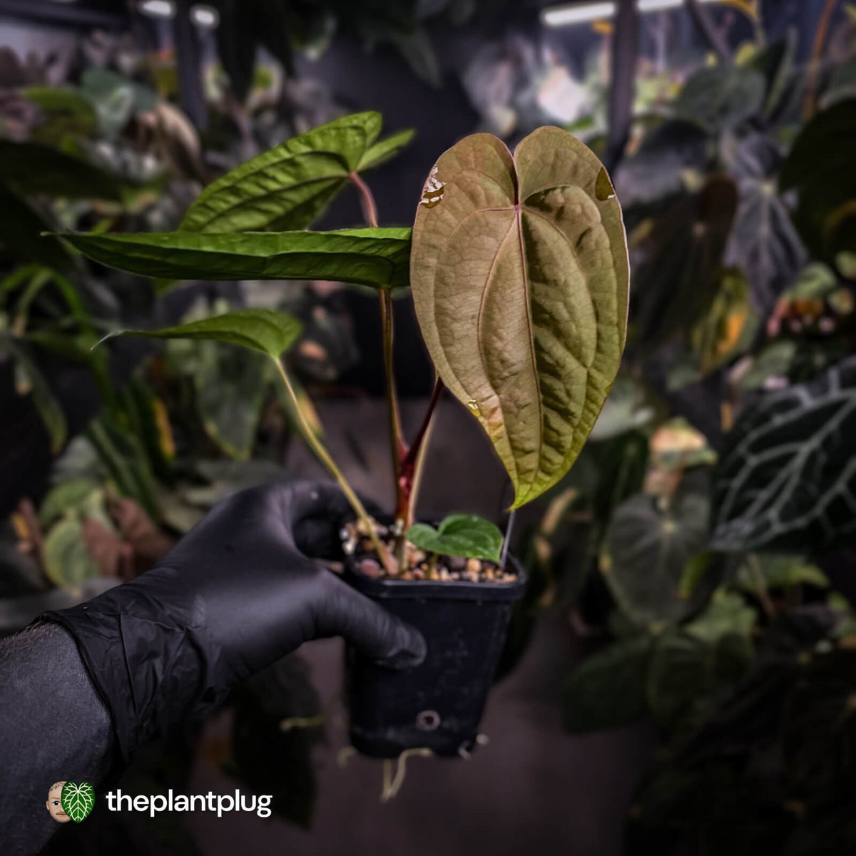 Anthurium 'Speshal' x dressleri (ex. LAS) • holdback