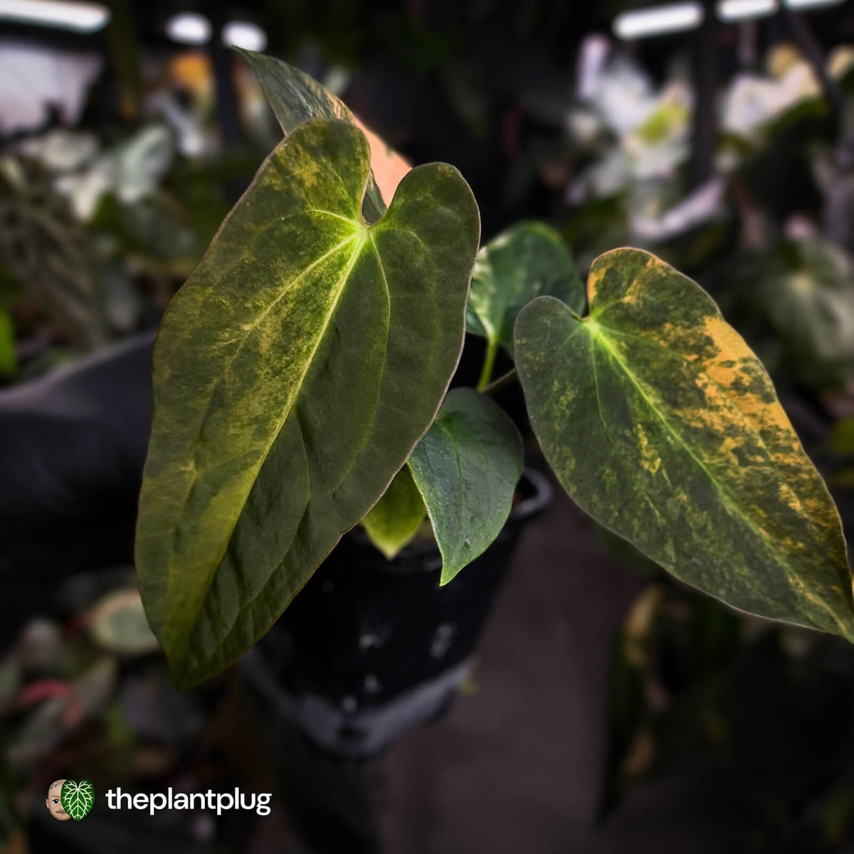 Anthurium (forgetii x pap) x (pap x besseae aff) • orange variegated