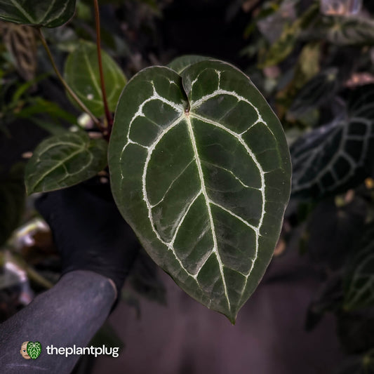 Anthurium 'Michelle' x 'Black Widow'