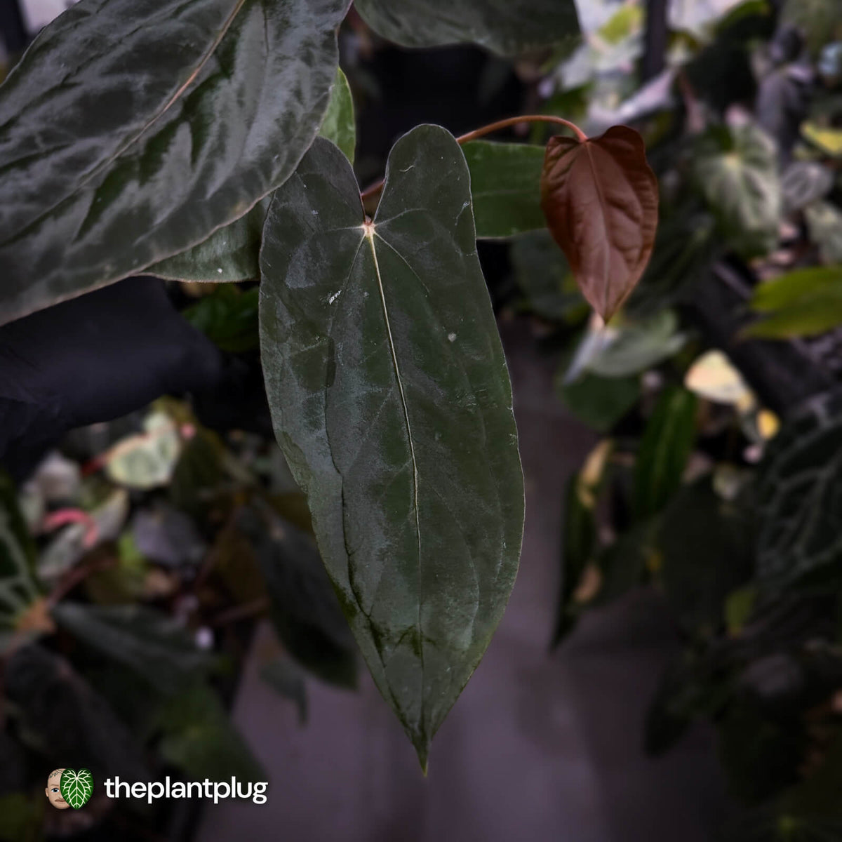 Anthurium [(carla x dress) x papililaminum 'RL' s1] '2' x [pap 'FS' x antolakii]
