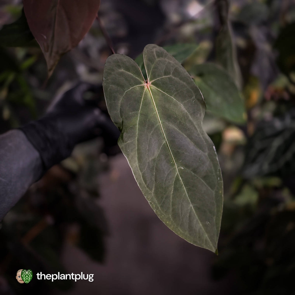 Anthurium #BlackParade • holdback