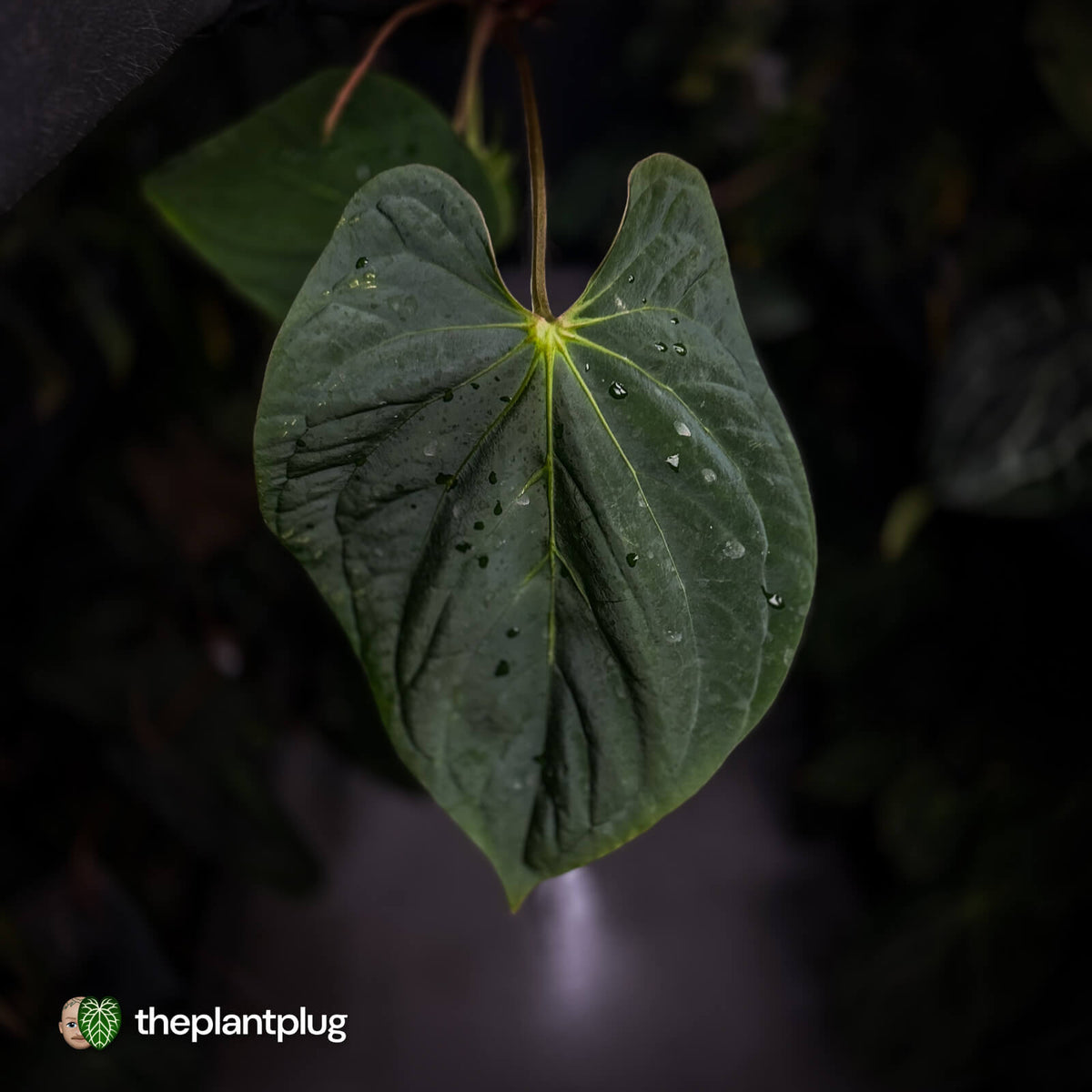 Anthurium kunayalense 'TPP1' x antolakii ('Round' x 'RA1') • holdback