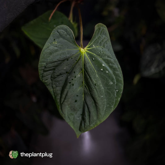 Anthurium kunayalense 'TPP1' x antolakii ('Round' x 'RA1') • holdback