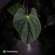 Anthurium kunayalense 'TPP1' x antolakii ('Round' x 'RA1') • holdback