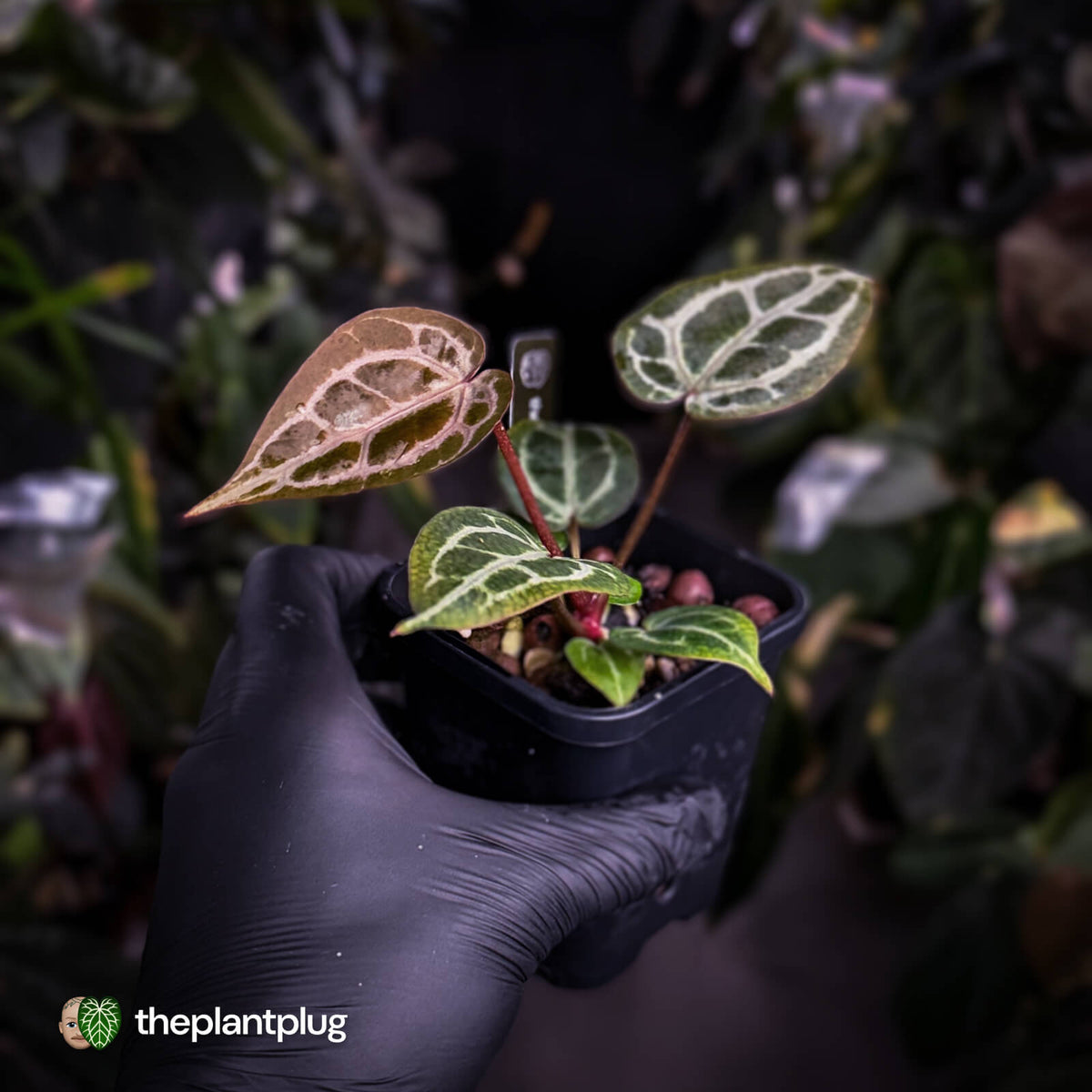 Anthurium 'Red Crystal' (ex. Tezula) x 'Michelle' f2