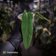 Anthurium panamense