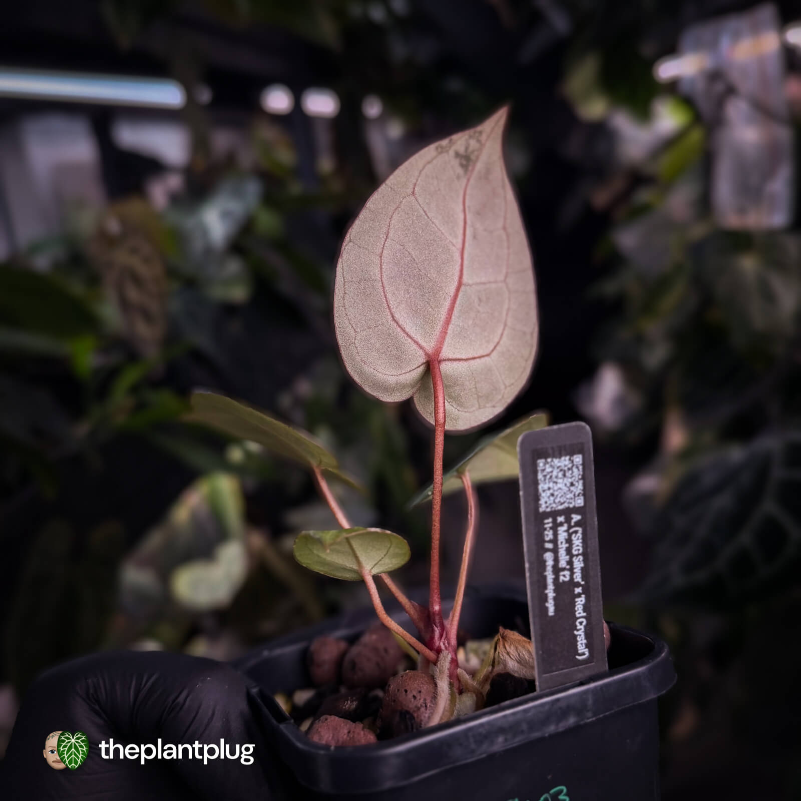 Anthurium ('SKG Silver' x 'RC') x ('Michelle' f2) – The Plant Plug