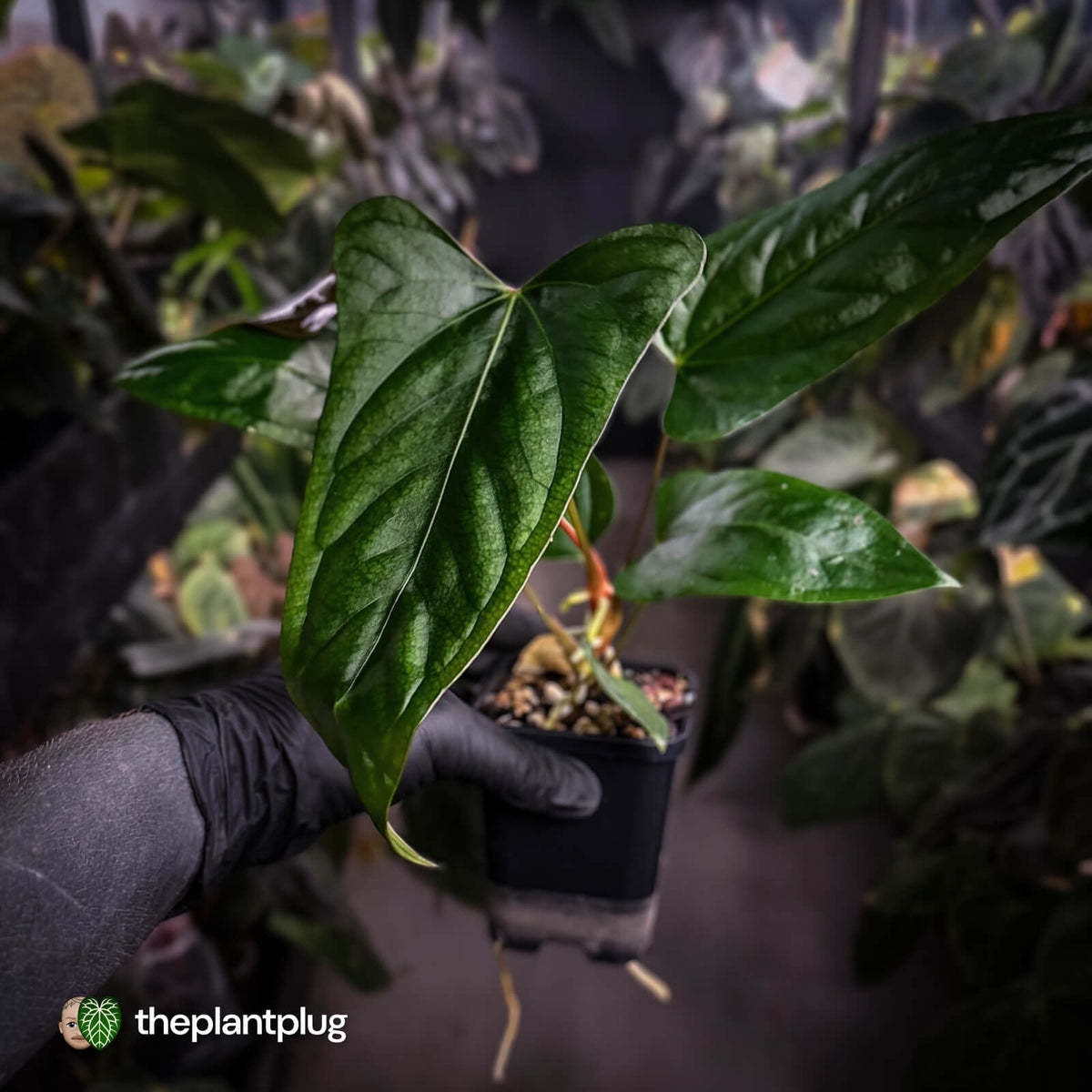Anthurium sp. 'Trilobe' x dressleri