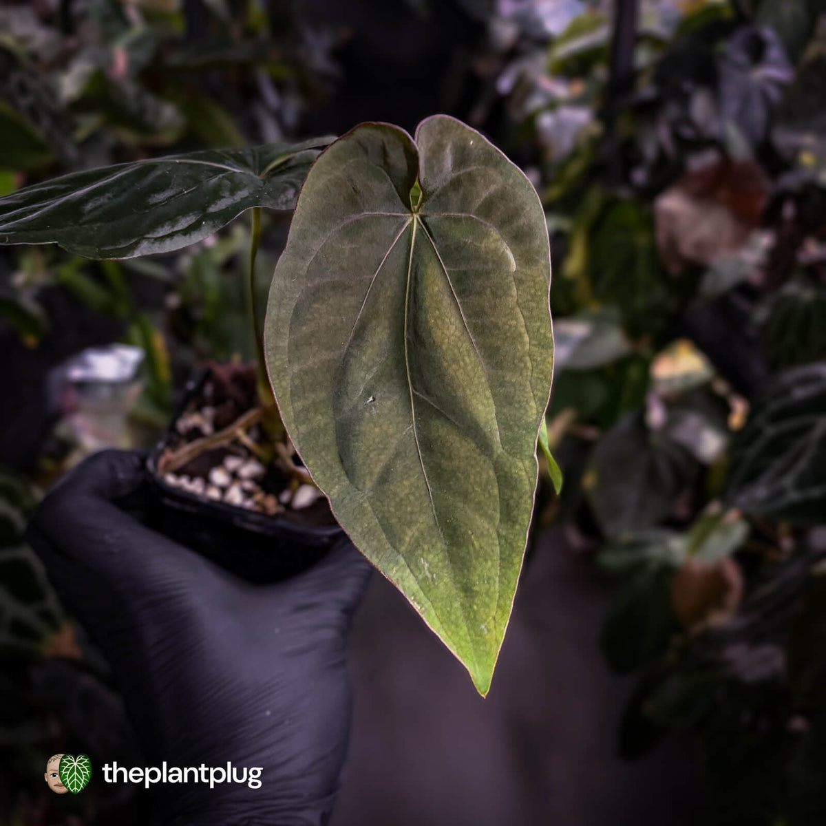 Anthurium dressleri