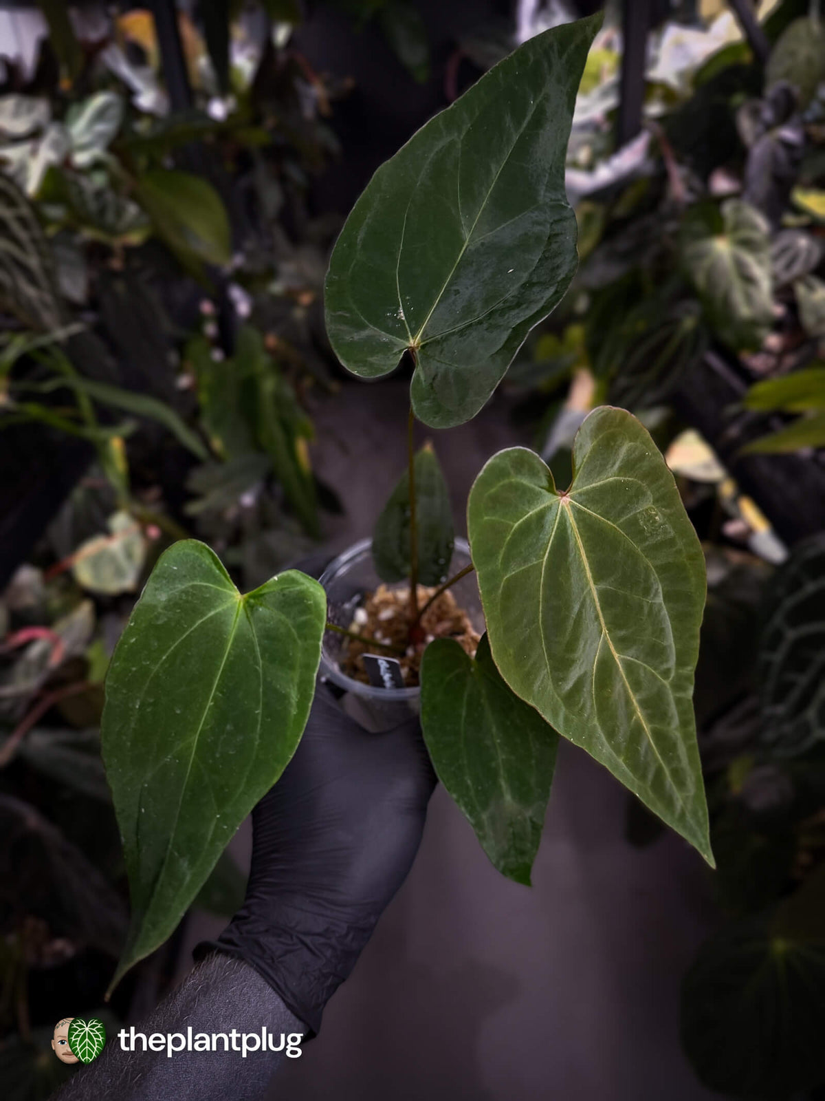 Anthurium #BlackBasilisk